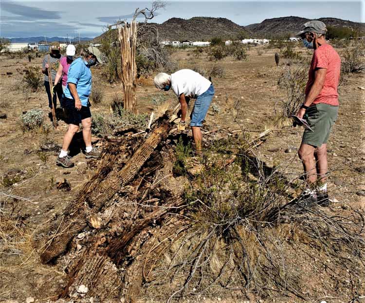 saguaro